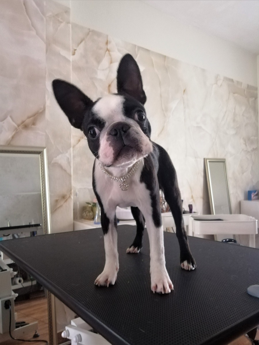 Érdekességek - Loki, a boston terrier - Professzionális kutyakozmetika ...