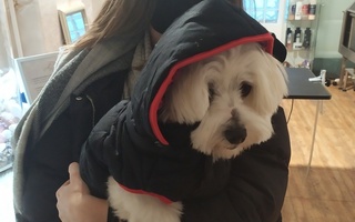 Sammy új kabátja